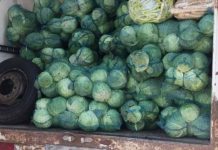 Tineri din Rovinari, lăsați fără marfă, polițiștii au confiscat peste 3,5 tone de varză