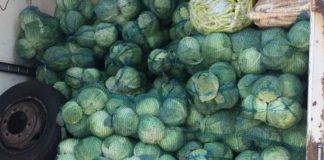 Tineri din Rovinari, lăsați fără marfă, polițiștii au confiscat peste 3,5 tone de varză