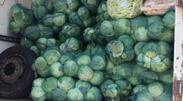 Tineri din Rovinari, lăsați fără marfă, polițiștii au confiscat peste 3,5 tone de varză