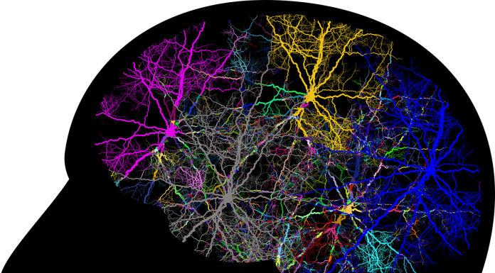 Ziua mondială a accidentului vascular cerebral