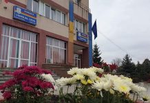 Sute de crizanteme, plantate în Motru