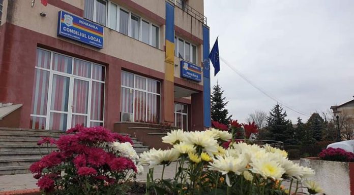 Sute de crizanteme, plantate în Motru