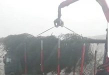 Trei brazi naturali de aproape 16 metri, amplasați în cele trei parcuri din Motru