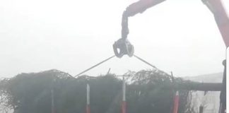 Trei brazi naturali de aproape 16 metri, amplasați în cele trei parcuri din Motru