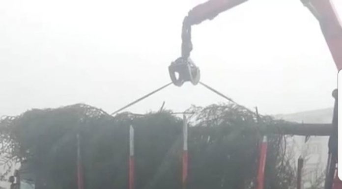 Trei brazi naturali de aproape 16 metri, amplasați în cele trei parcuri din Motru