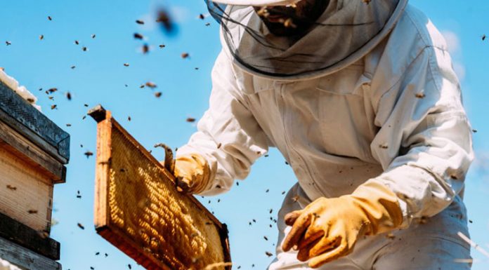 Agricultura pe înțelesul tuturor – APICULTURA – între lege și fărădelege