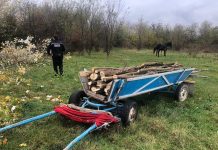 Prinși de agenții de la Locală în timp ce tăiau arbori