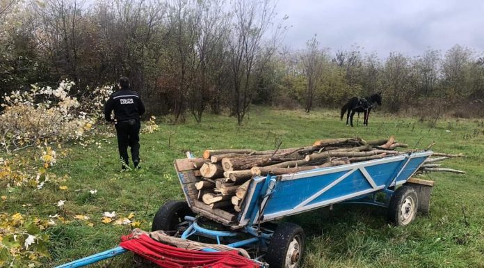 Prinși de agenții de la Locală în timp ce tăiau arbori