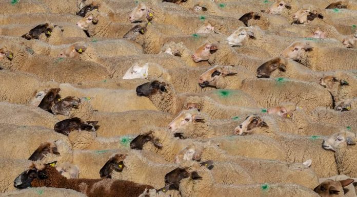 APIA efectuează plata ajutorului de stat în sectorul creșterii animalelor