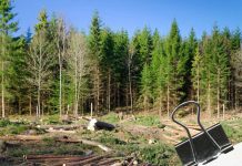 Sâmbătă, pe Valea Sohodolului, protest împotriva defrișărilor ilegale