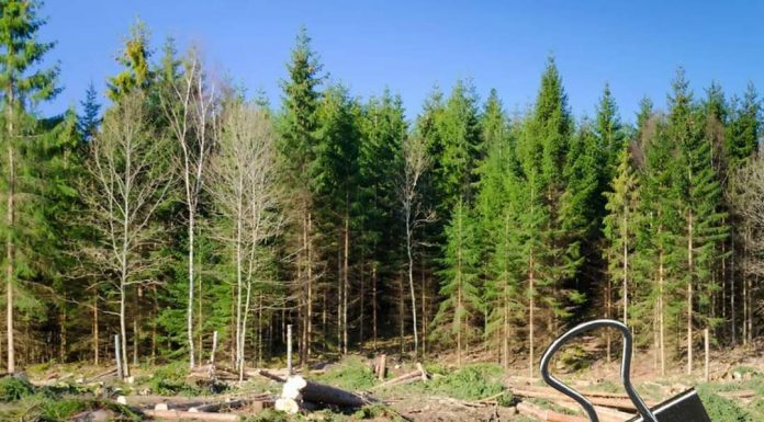 Sâmbătă, pe Valea Sohodolului, protest împotriva defrișărilor ilegale