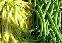 Fasole (Phaseolus vulgaris) – beneficii și proprietăți