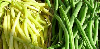 Fasole (Phaseolus vulgaris) – beneficii și proprietăți