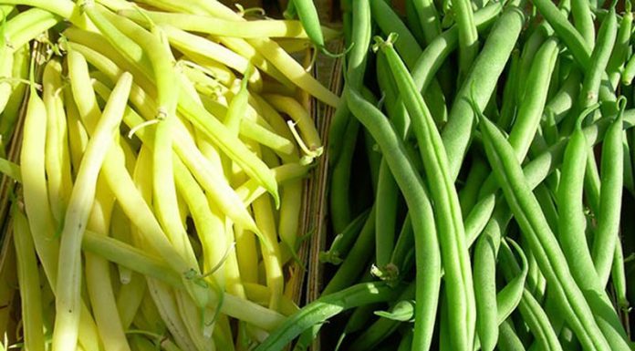Fasole (Phaseolus vulgaris) – beneficii și proprietăți