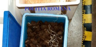 Captură impresionantă de trufe, peste 60 de kilograme, confiscate de polițiști de la un timișorean