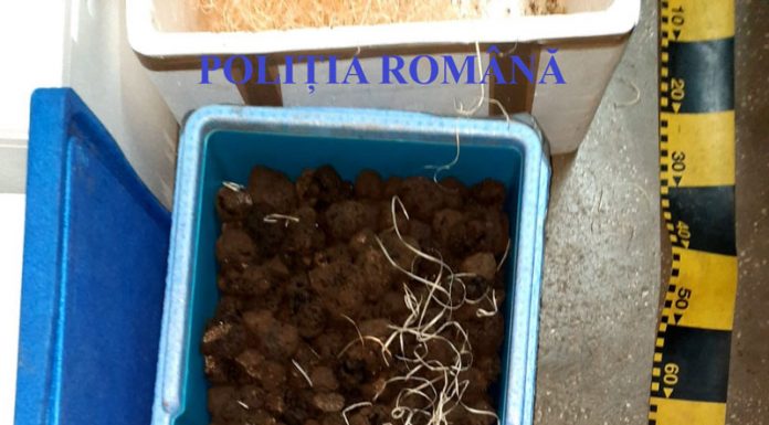 Captură impresionantă de trufe, peste 60 de kilograme, confiscate de polițiști de la un timișorean