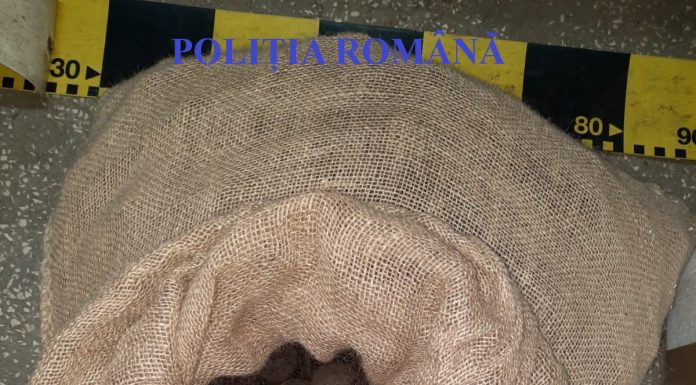 FOTO: Captură impresionantă de trufe în Gorj, peste 60 de kg, în mașina unui timișorean