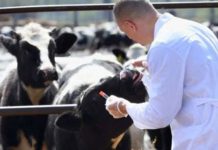 Revoltă a medicilor veterinari din Gorj! Amenință cu proteste!