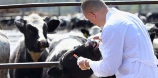 Revoltă a medicilor veterinari din Gorj! Amenință cu proteste!