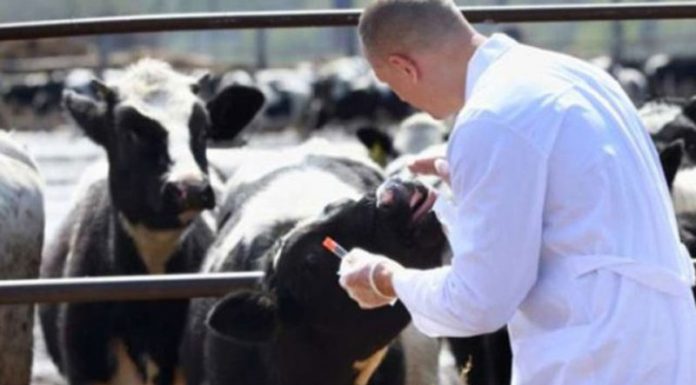 Revoltă a medicilor veterinari din Gorj! Amenință cu proteste!