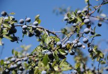 Porumbarul (Prunus spinosa) – beneficii și proprietăți