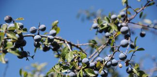 Porumbarul (Prunus spinosa) – beneficii și proprietăți