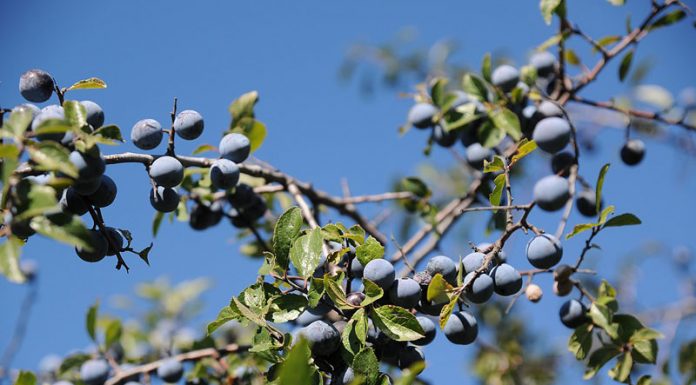 Porumbarul (Prunus spinosa) – beneficii și proprietăți
