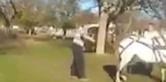 Doi gorjeni, cercetați penal, după ce au exercitat acte de violență asupra unor cabaline