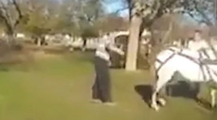 Doi gorjeni, cercetați penal, după ce au exercitat acte de violență asupra unor cabaline