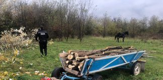 Prinși în flagrant în timp ce tăiau și încărcau lemne într-o căruță