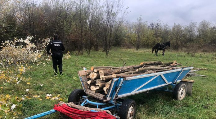 Prinși în flagrant în timp ce tăiau și încărcau lemne într-o căruță