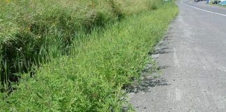 Agricultura pe înțelesul tuturor – AMBROZIA, buruiana care a speriat Europa