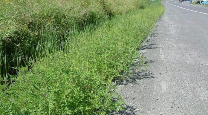 Agricultura pe înțelesul tuturor – AMBROZIA, buruiana care a speriat Europa