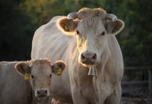 APIA efectuează plata ajutorului de stat în sectorul creșterii animalelor