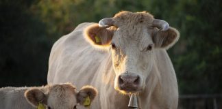 APIA efectuează plata ajutorului de stat în sectorul creșterii animalelor