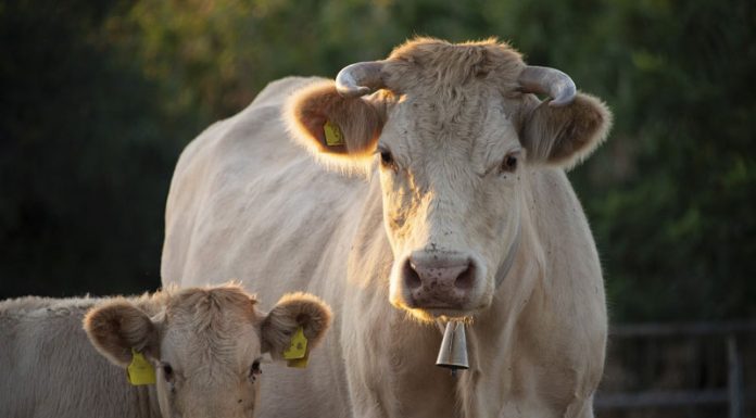 APIA efectuează plata ajutorului de stat în sectorul creșterii animalelor