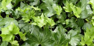 Iedera (Hedera helix) – beneficii și proprietăți