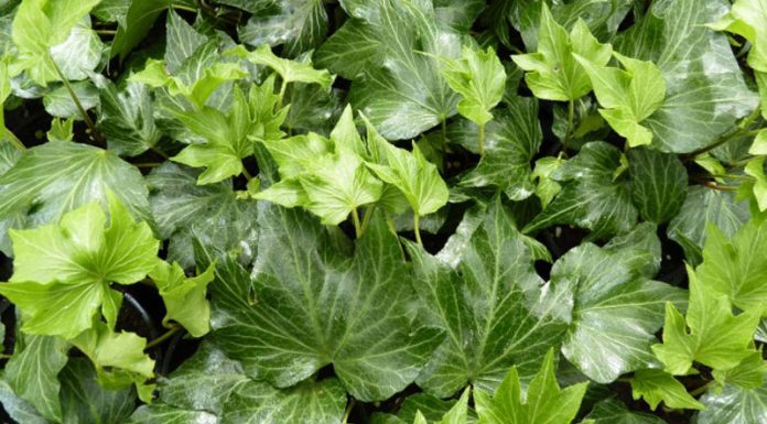 Iedera (Hedera helix) – beneficii și proprietăți