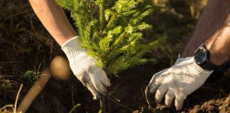 APIA continuă până pe 11 decembrie primirea cererilor pentru schema Sprijin pentru prima împădurire