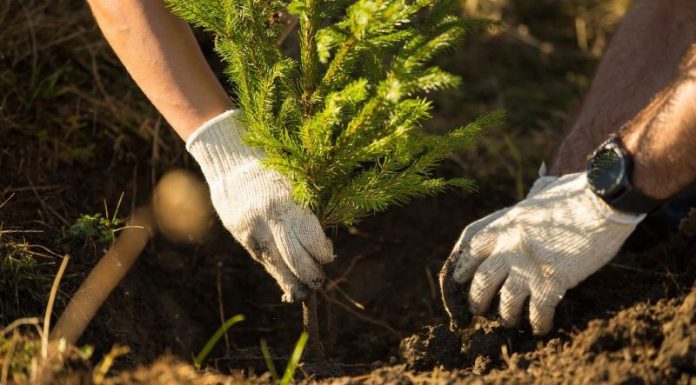 APIA continuă până pe 11 decembrie primirea cererilor pentru schema Sprijin pentru prima împădurire