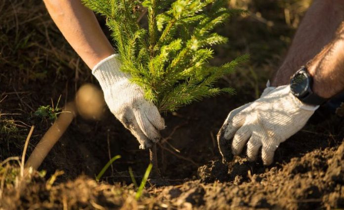 APIA continuă până pe 11 decembrie primirea cererilor pentru schema Sprijin pentru prima împădurire