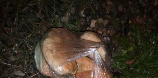 A vrut să otrăvească, cu mâncare îmbibată în antigel, câinii din Bîlteni