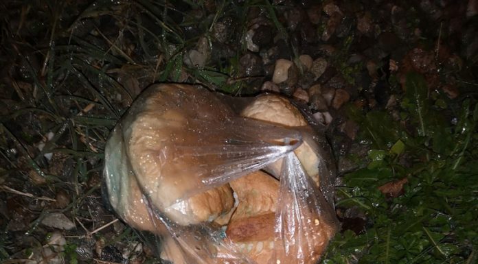 A vrut să otrăvească, cu mâncare îmbibată în antigel, câinii din Bîlteni