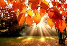 Mesajul verii către toamnă