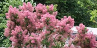 Scumpie (Cotinus coggygria) – beneficii și proprietăți