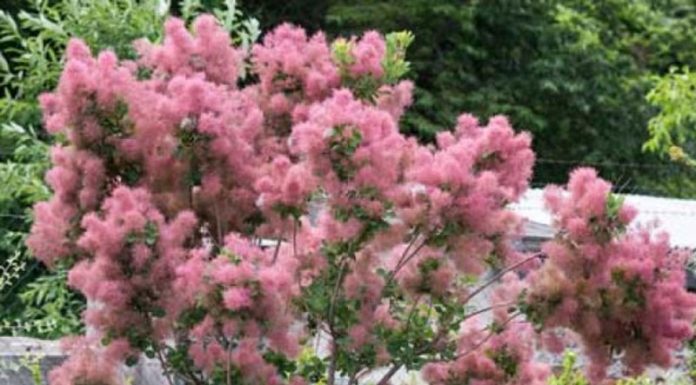 Scumpie (Cotinus coggygria) – beneficii și proprietăți