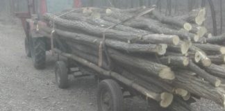 S-a ales cu dosar penal, după ce a tăiat lemne din propria pădure