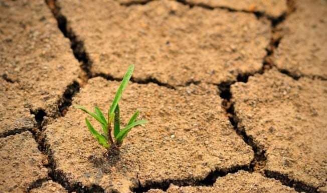 APIA efectuează a doua tranșă de plăți aferentă ajutorului de stat pentru culturile afectate de seceta pedologică