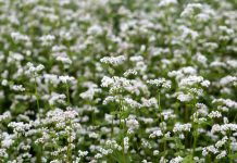 Hrişca (Fagopyrum esculentum) – beneficii și proprietăți