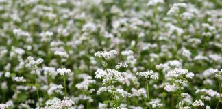Hrişca (Fagopyrum esculentum) – beneficii și proprietăți